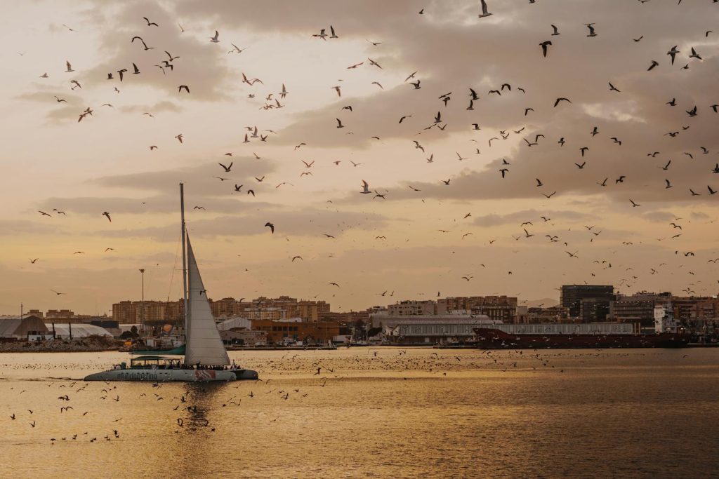 Flock of Birds Flying over Yacht on Sea Coast in Malaga. Mejores ciudades para inmigrantes en España