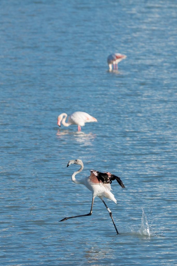 Flamingo running. Mejores ciudades para inmigrantes en España